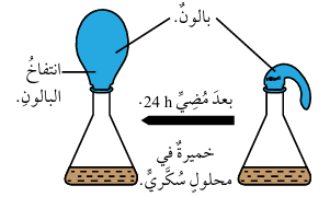 إحدى العمليات الحيوية في فطر الخميرة